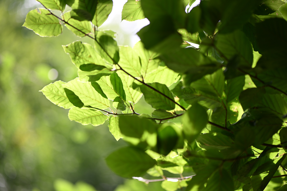 Green leaves in summer, Carlsbad, Karlovy Vary, Czech republic