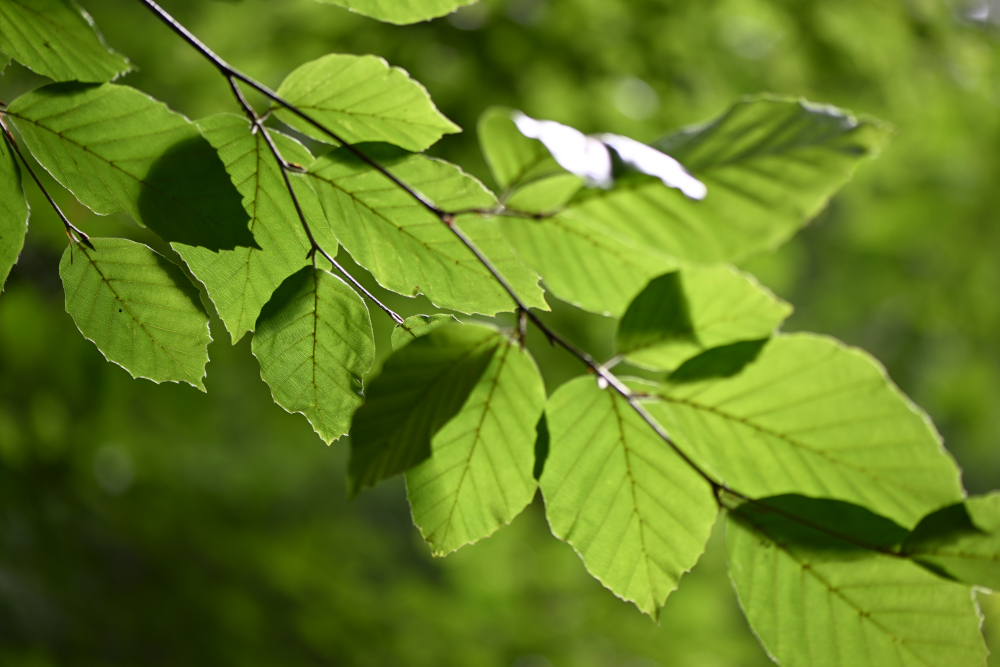 Detail of green leaves in summer, Carlsbad, Czech Republic