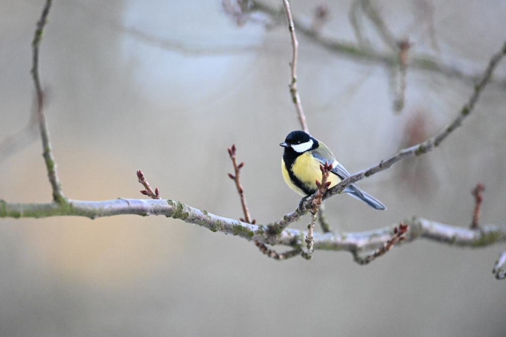 Hungry tit
