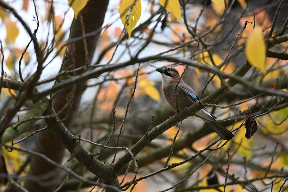 Jay