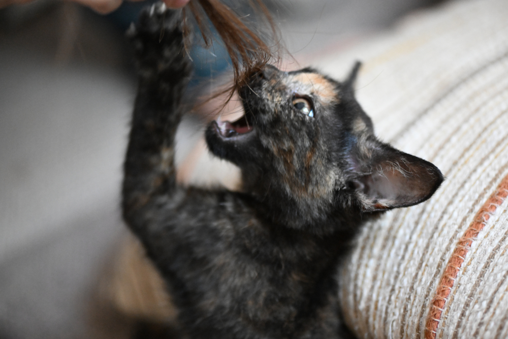 Kitten