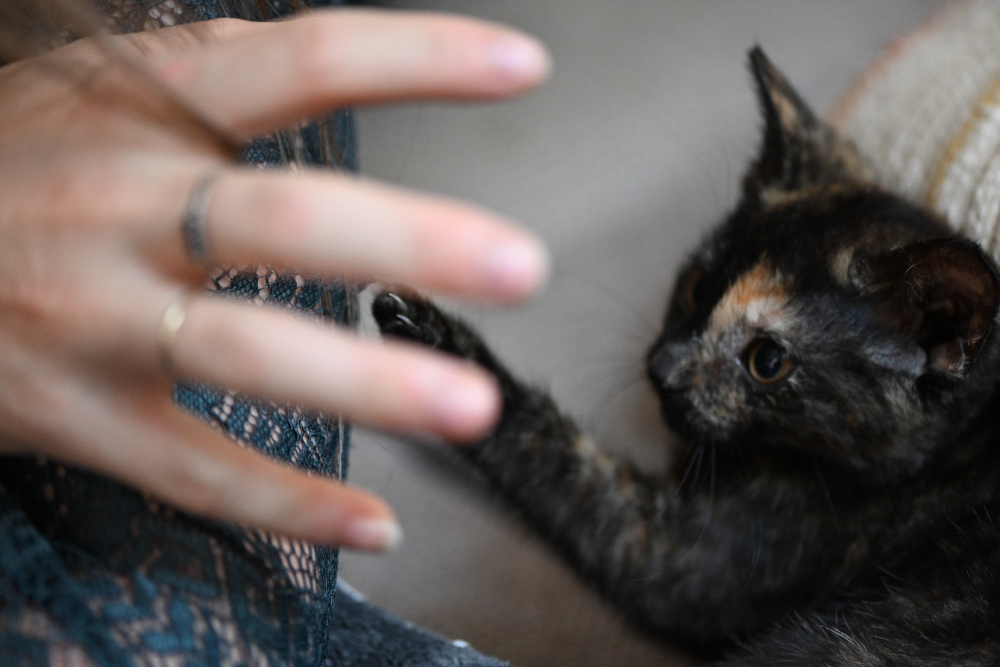 Kitten