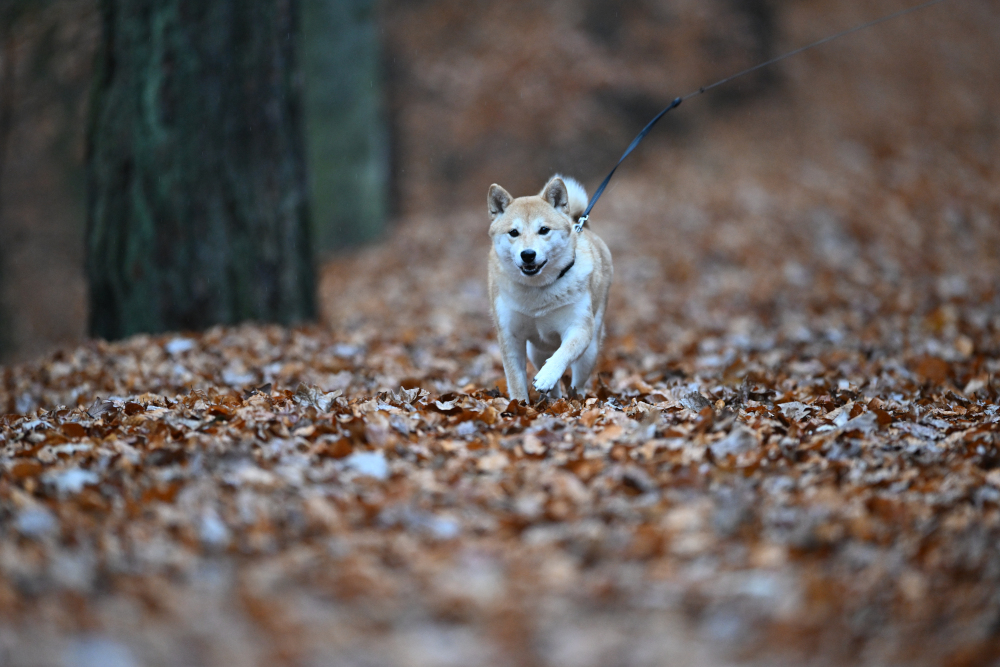 Running dog in autumn forest